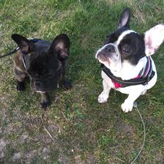 Fransk bulldog Blanka