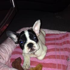 Fransk bulldog Blanka