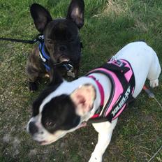 Fransk bulldog Louie