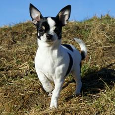 Chihuahua Yankee Pride's Aspen Colorado (Lillegutt)