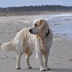 Golden retriever Mocca