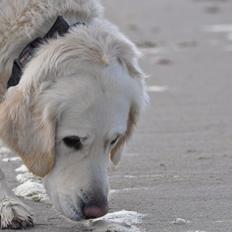 Golden retriever Mocca