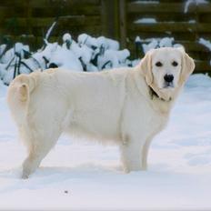 Golden retriever Mocca