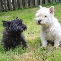 West highland white terrier Ravnegårds Olympus *Paddy* (My Soulmate <3)