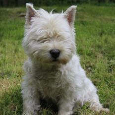 West highland white terrier Ravnegårds Olympus *Paddy* (My Soulmate <3)