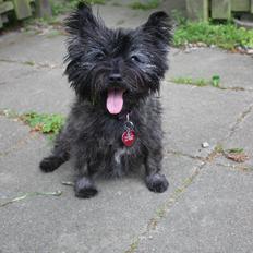 Cairn terrier Ziggy (Banditten<3)