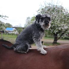 Dvaergschnauzer William (Staldhund<3)