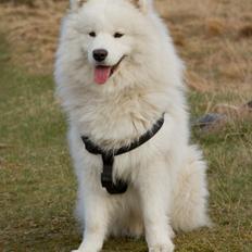 Samojedhund Canas