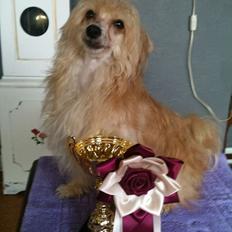 Chinese crested powder puff Rugen Miko Trinity