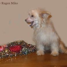 Chinese crested powder puff Rugen Miko Trinity