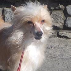 Chinese crested powder puff Rugen Miko Trinity