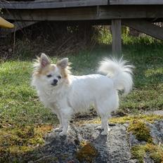 Chihuahua Misha