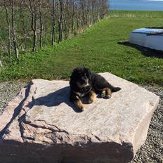 Tibetansk mastiff Khyi Sangmu's Bu-Wa Shiwa