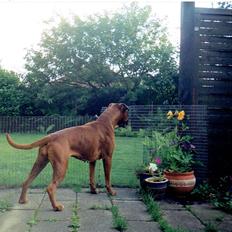 Boxer Verona ( Fie )  ( RIP 10. jan. 2011)