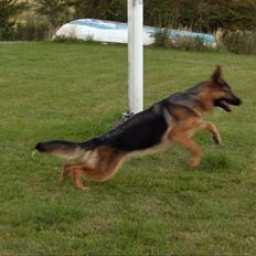 Schæferhund Team Marlboro Joy (Katla)