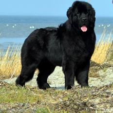 Newfoundlænder StarQuality's AnnaMarie's Karla