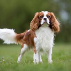 Cavalier king charles spaniel Uffe