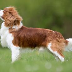 Cavalier king charles spaniel Uffe