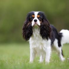 Cavalier king charles spaniel Elvis