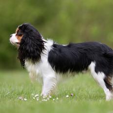 Cavalier king charles spaniel Elvis