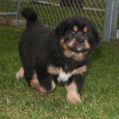Tibetansk mastiff Khyi Sangmu's Bu-Wa Shiwa
