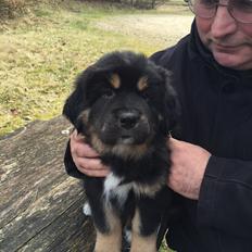 Tibetansk mastiff Khyi Sangmu's Bu-Wa Shiwa