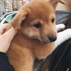 Blanding af racer Kenzo