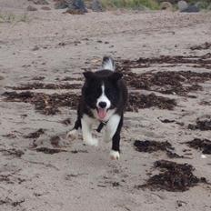 Border collie Beat