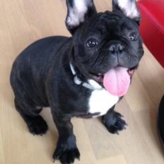 Fransk bulldog Møffe