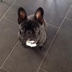 Fransk bulldog Møffe