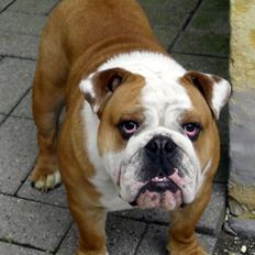 Engelsk bulldog Watson - Kampvognen