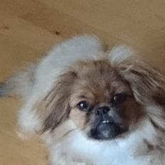 Pekingeser bel-li
