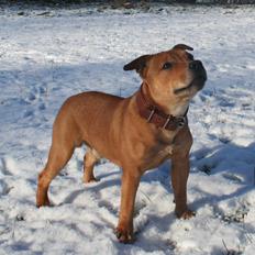 Staffordshire bull terrier Gadfeldts Babbling Magnum aka Toro