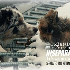 Australian shepherd Tarzan