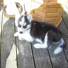 Siberian husky Thai