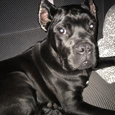 Cane corso Hugo (Black devil) 