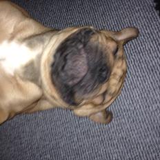 Fransk bulldog Adolf (Bond)