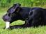 Blanding af racer Shaggie (himmelhund<3)
