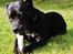 Blanding af racer Shaggie (himmelhund<3)