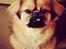 Tibetansk spaniel Bailey 