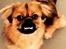 Tibetansk spaniel Bailey 