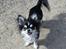 Chihuahua Tiny Star Dinka