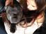 Staffordshire bull terrier Herman