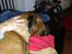 Rhodesian ridgeback Qato