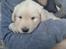 Golden retriever ludvig - ludvig- 5 uger første gang vi var ude og se ham. 