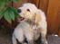 Golden retriever ludvig