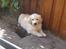 Golden retriever ludvig - om det mig der har gravet det hul?! nej da, jeg uskyldig. 