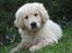 Golden retriever ludvig - ludvig 9 uger.