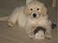 Golden retriever ludvig - ludvig 8 uger.