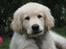 Golden retriever ludvig